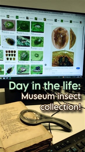 𓆤⭒Teanu! :)⭒𓆣 on Instagram: "Day in the life working behind the scenes in a museum's historical entomology collection! This is a video I filmed during my work placement for my environmental science degree. It was an absolute honour to be able to work on Australia's oldest insect collection! During my time at the museum I digitised multiple insect auction sales catalogues from the early 1800s, took part in cutting new specimen labels for a large scale relabeling project, watched the photography