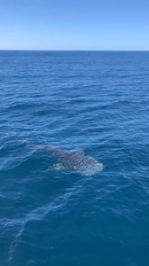 13K views · 335 reactions | Mr whale shark loved swimming with the guests on tour so much so that he just had to pop around to say hello one more time ​ ​: Ningaloo Whaleshark Swim | Australia's Coral Coast | Facebook