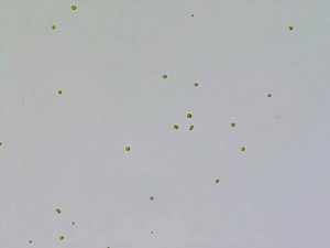 12K views · 296 reactions | A Scientific Reports study demonstrates that de novo origins of simple multicellularity can evolve in response to predation. By subjecting it to selection by a predator, green algae evolved multicellular structures not observed in control populations. Read the paper here: https://go.nature.com/2VkLB2C | Nature Portfolio | Facebook