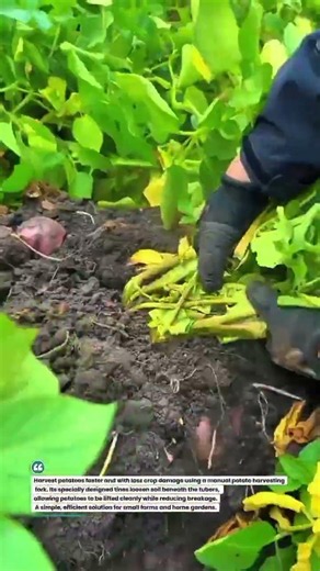 Effortless Potato Harvesting with a Manual Potato Fork #PotatoHarvest #Farming #AgriTools
