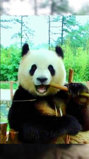 Panda bear 🐼 Eating bamboo #animals