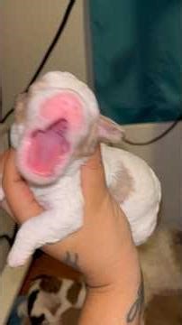 Cockapoo Merle boy puppy #cockapoo 1 week old #puppy #puppylove #puppygram