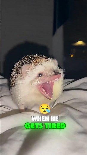 Why Hedgehogs Are The CUTEST Pets Ever! 😍 #AnimalFacts #cuteanimals