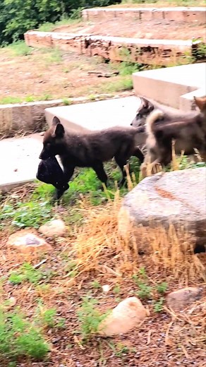 Gorgeous Black Wolf Dog Needs a Home