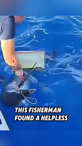 This fisherman saved a helpless dolphin, and then this happened... #rescue #dolphin | Millions Moments