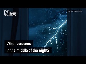 What screams in the night? The spine-chilling night noises made by animals (Audio Described)