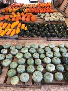 Growing Winter Squash in Alaska