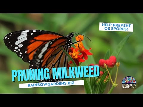Tropical Milkweed: Prune before winter!