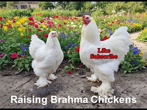 Brahma Chicken | Brahma Chickens in Pakistan | Brahma Chickens in India | Brahma Chickens Bangladesh