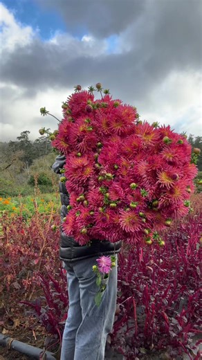 Discover Dahlia Farming Techniques This October