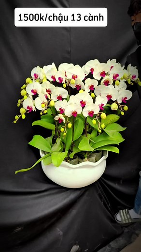 Arranging a Stunning Potted Orchid Plant