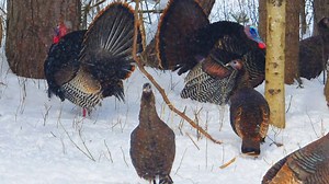 'One of the greatest conservation success stories': The 1969 mission to save Vermont's wild turkey