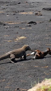 Andalusian Horse Fights For It's Family Against Komodo Dragon! #rescue #animals #Wildlife | Peter production