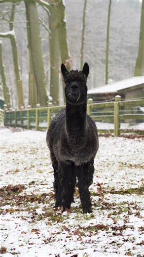 Llama Llama 🦙 Adorable Close-Up