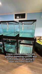 This way spawning adults with plants can be on the bottom and once it’s breeding time spawns can be captured and moved the top! I can also set up salvina grow beds in a separate tank but same system as the babies as they grow out to avoid accidentally scooping them as I harvest the Salvinia, the possibilities are endless! #fish #goldfish #aquarium #ranchu | Luke’s Goldies