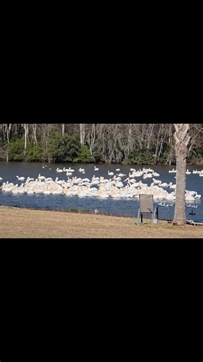 Yes more awesome images from our Rare Winter Guests on Lake Marion 🦩 If you’ve been to Bells Marina & Resort in the last few days and looked out over the water, You most likely have seen dozens of massive white birds gathered together, you’re witnessing something truly special. These are American White Pelicans — one of the largest birds in North America, with wingspans reaching up to 9 feet. Why are they here? American White Pelicans migrate to South Carolina during the winter months (typicall