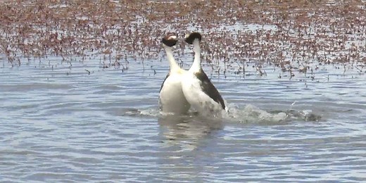 You Need to See These Hooded Grebes Perform Their Bonkers Mating Display