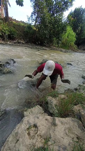 predatory animals on the riverbank #nature #videoshort