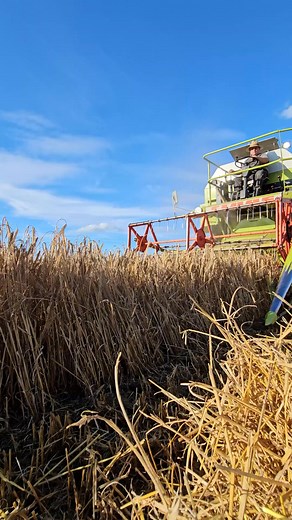 Dominator 38 vintage tractor from Claas🎩😍🌾 #johndeere #agriculture #fendt #harvesting #landwirtschaft #VARIO #claas #farming | Agri Benz