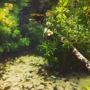 Video shot by Don's Academy of Diving | Mermaid Clover