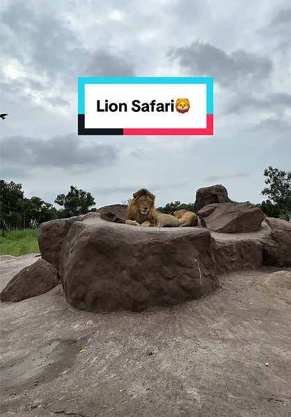 VIC Pet Town on TikTok