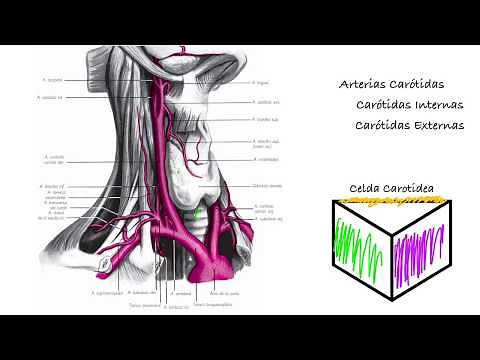 Neck Vessels - Carotid Arteries and Subclavian Vessels