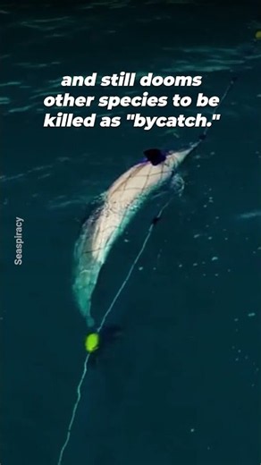 The Disturbing Reality of Farmed Salmon 💔🐟