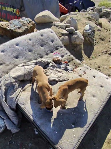 Dogs hungry and thirsty. Chaplain Ed's Ministry #homeless