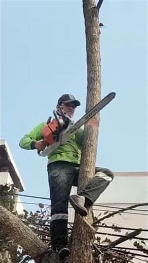 The biggest tree felling skill technique #shortvideo #treecutting #woodworking