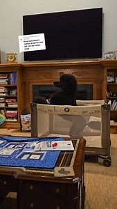 I detect no lies #dogtok #dog #poodle #pet #puppy | Mimic and Co