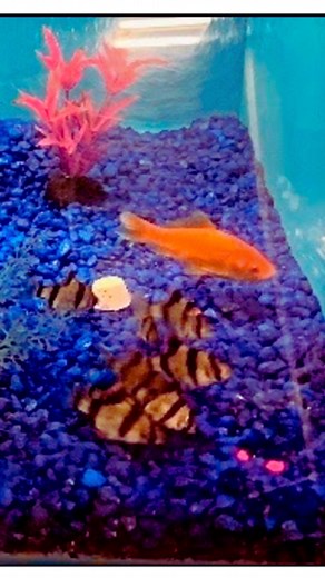 If you chase a laser, are you a laser chaser? We asked this question of our fish (and you can too). Here's what our research showed! Paper with easily replicable experiment in bio or  tinyurl.com/FishPlayPaper #neurosociety #neuroscience #neuroscientist #backyardbrains #neuroinstagram #scienceproject #stemlearning | Backyard Brains | Facebook