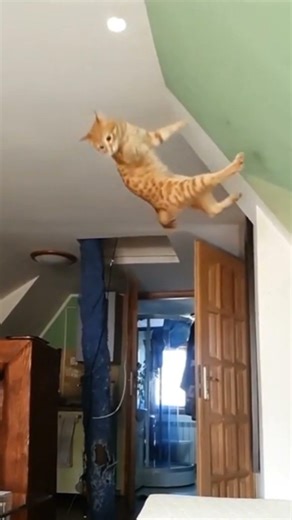 Cat jumping beautifully 😻#if you like my video then please like follow and subscribe my channel #