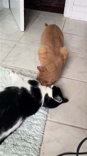 SnoopyScooby (@snoopyscooby)’s videos with original sound - SnoopyScooby