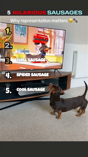 5 Hilarious Sausage Dog Moments 😂🐶