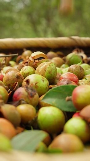 Traditional Chinese Edible Vegetable Oil Extraction Method