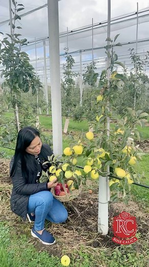This Golden Delicious tree is so low, even kids can pick the apples easily! 🍎 | Rose Calica 2.0