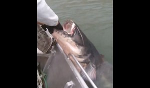 Video: Reeling in a Gigantic Wels Catfish Takes Time. . . and a Big Boat | OutdoorHub