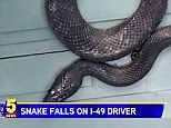 Four-foot-long snake falls onto woman driving down highway
