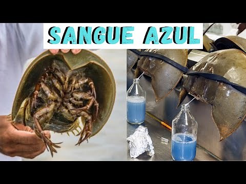 CARANGUEJO-FERRADURA! UM ANIMAL PRÉ-HISTÓRICO, UM FÓSSIL VIVO! POR QUE ELE TEM SANGUE AZUL?