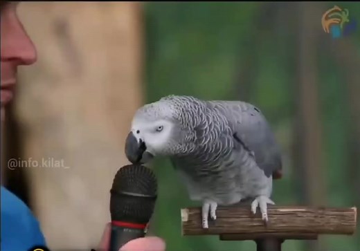 Smart Parrot Mimicking Various Animal Sounds
