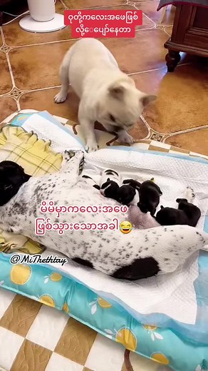 @🇳🇱Mi Thet Htay🇸🇬 #dog #funnyvideos #cute #ဝုတို့ကလေးအဖေဖြစ်လို့ပျော်နေတာ#foryou #tiktok #fypシ #viewတွေကျနေလို့ #mithethtay @🇳🇱Mi Thet Htay🇸🇬