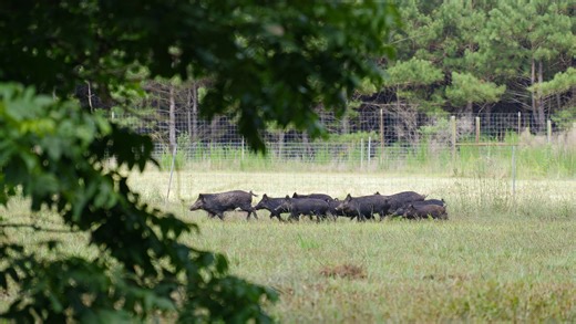 LSU lands patent for poison pig gummies to dent Louisiana's exploding wild hog population