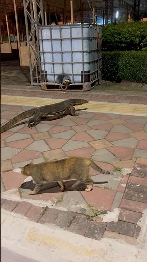 The cat turns into a monitor lizard...!!