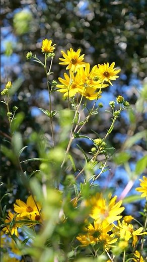 Swamp sunflowers brighten fall landscapes | Get It Growing