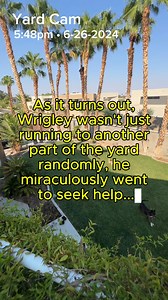 Elderly man is rescued by his dog | Angel & Tony