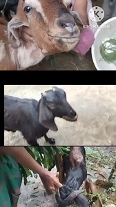 16K views · 152 reactions | Orf ??? PPR ??? #Goats | Dr. Shanker VetVirtual Classes | Facebook