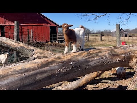 Tennessee Fainting Goats