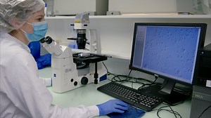 Megakaryocyte Culture in 3D Methylcellulose-Based Hydrogel to Improve Cell Maturation and Study the Impact of Stiffness and Confinement