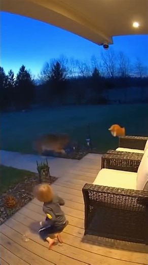 Hero Cat Saves Kid from Coyote Attack! “You Okay, Kitty?!” 🐱🦊