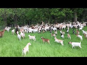 Our Big Goat Herd Going to Work